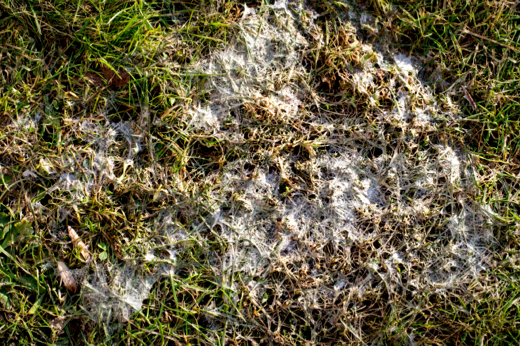 Treating Lawn Snow Mold