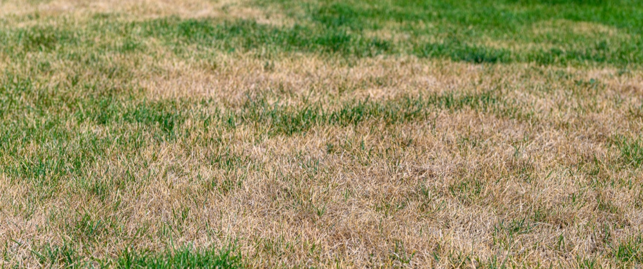 Irregular brown spots in lawn from grubs