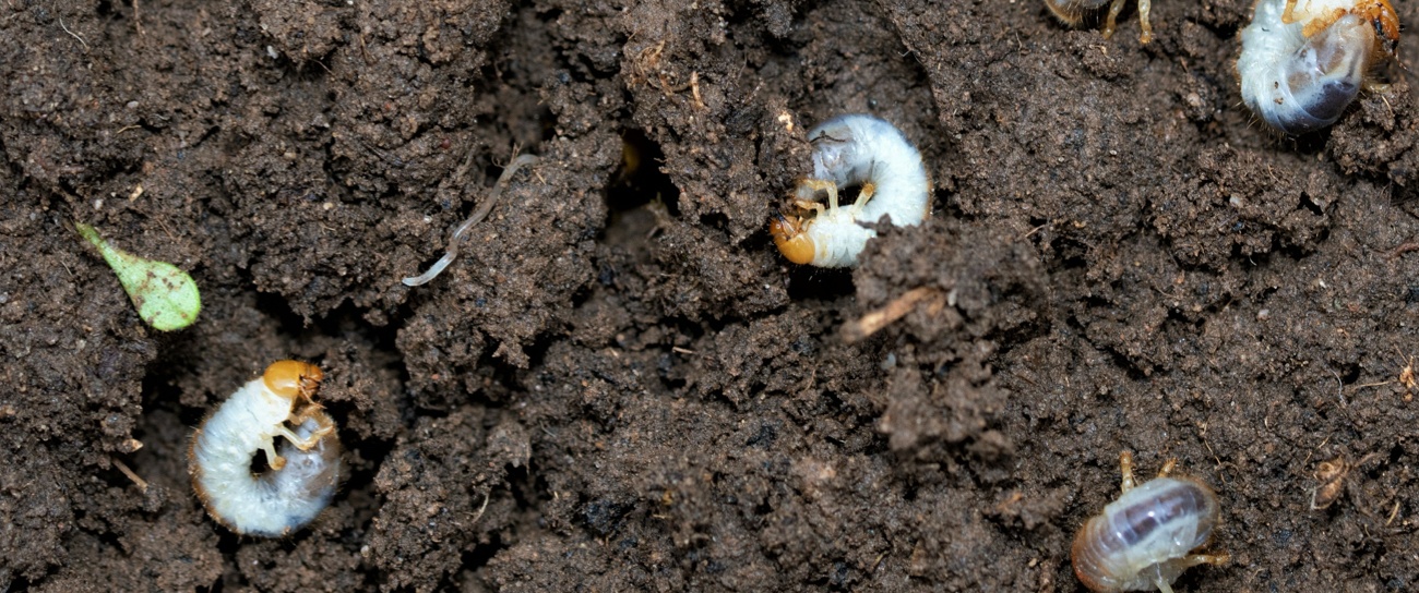 Multiple grubs in dirt of lawn