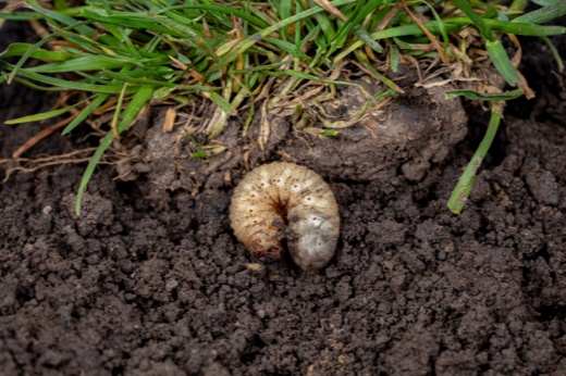 Lawn grub near grass and dirt