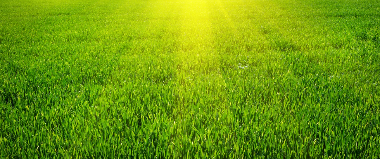 Green grass lawn with sun shining