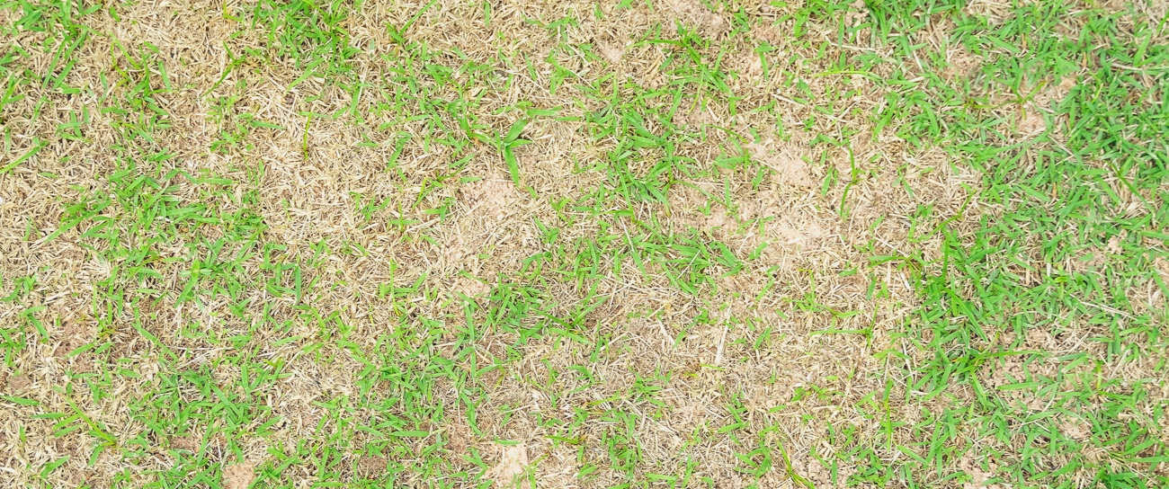 Lawn dead spots