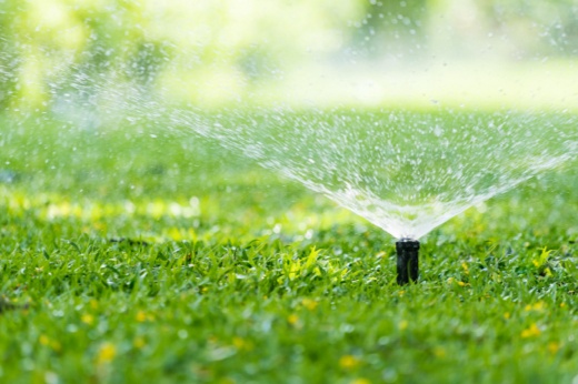 How to Repair and Prevent Summer Lawn Fungus