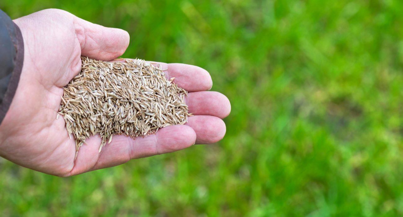 Man holding grass seed in his hand over lawn