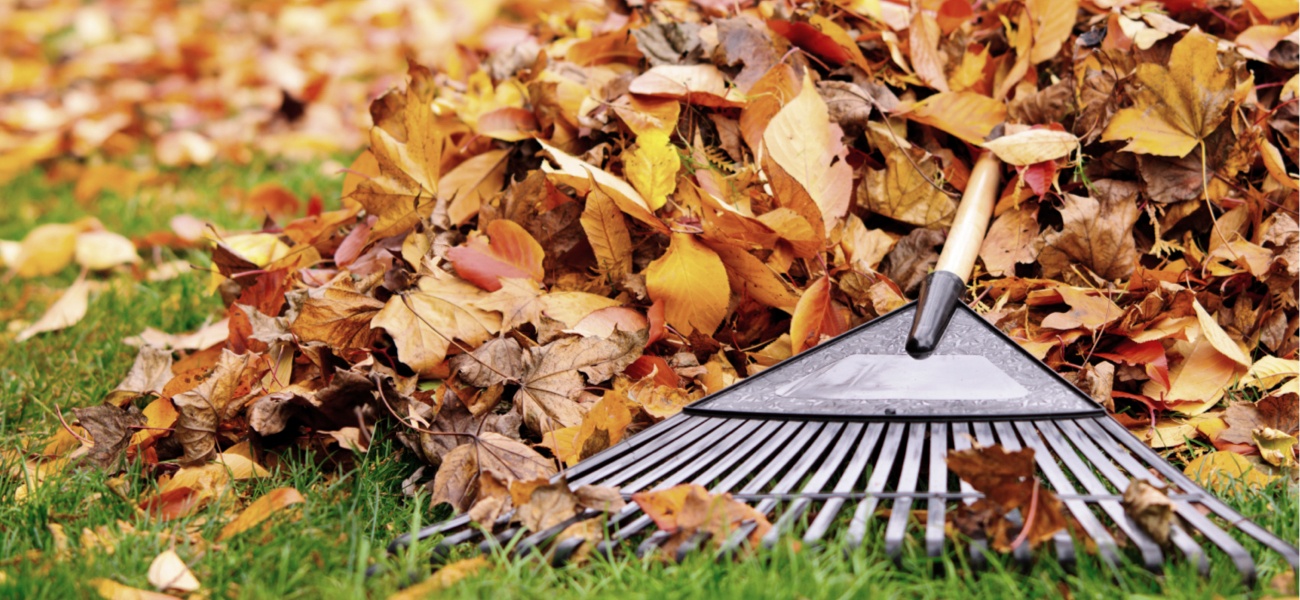 Fall leaves in pile with rake in lawn