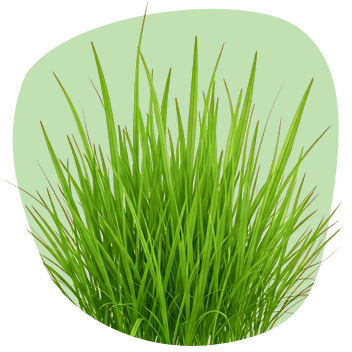 Healthier Lawns Blades of healthy grass from lawn on green background shape