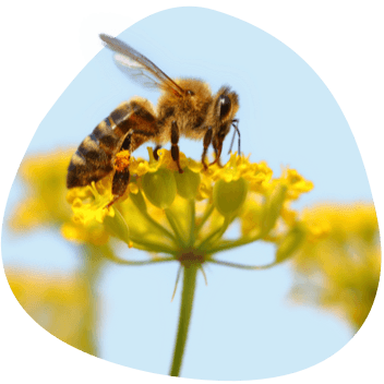 Better for the Earth Honeybee collecting pollen on yellow wildflower on blue background shape