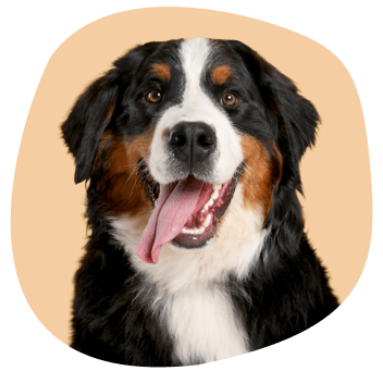 Safer for Pets Bernese mountain dog on orange background shape