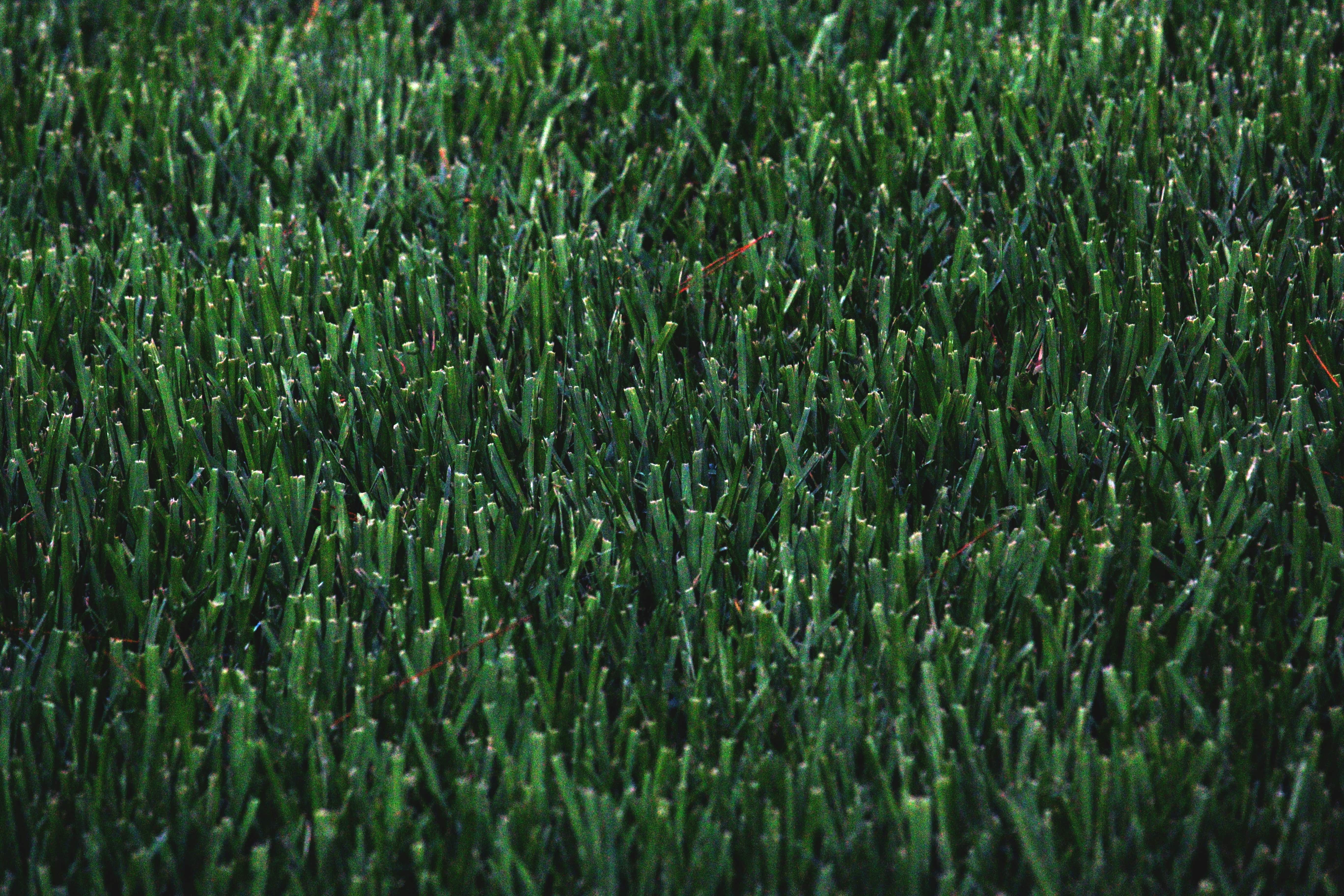 Lawn